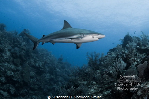 "Diorama" 
A Caribbean reef shark cruises the deep wall.... by Susannah H. Snowden-Smith 